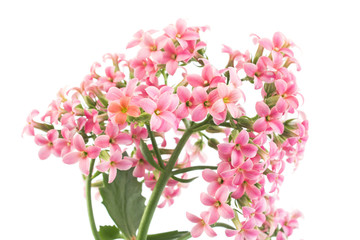 Pink Kalanchoe