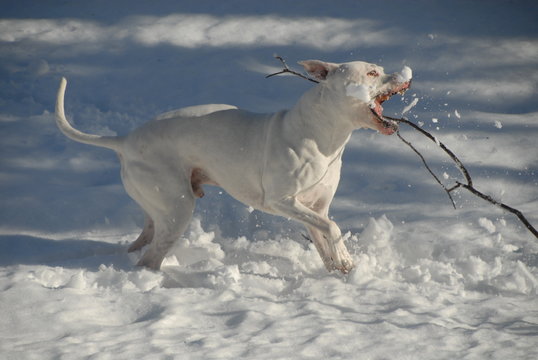 Argentine Dogo, Snow, White