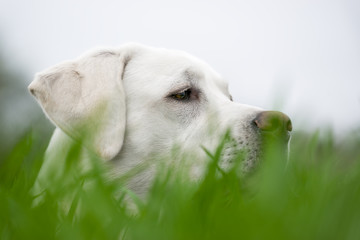 weißer labrador retriever hund welpe auf einer grünen wiese