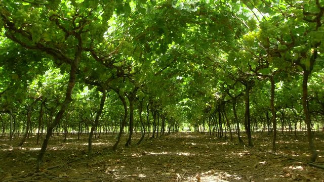 Organic vineyards in Italian agriculture. Nature of winemaking . Steadycam shot , wide engle