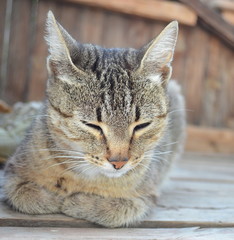 sleeping sitting cat close up