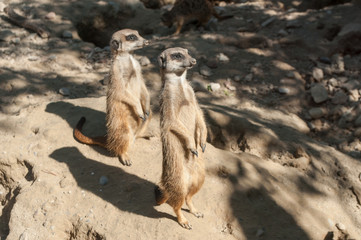Suricates en observation sur un monticule de terre