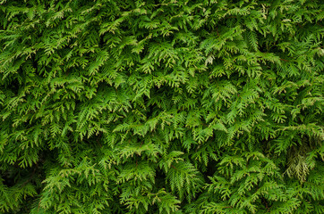 Coniferous green background