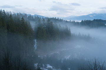 Mountain landscape in winter. Fir forest and fog. Cloudy day. Carpathian Ukraine, Europe