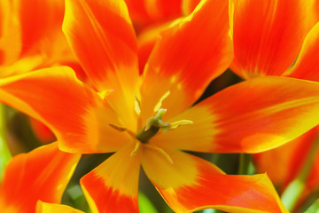 springtime flower tulip