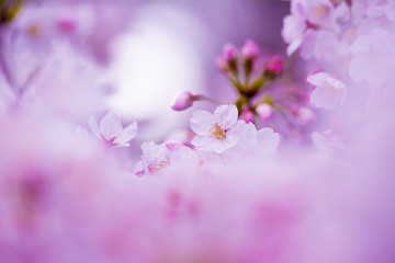 Sakura Cherry blossoms Japan さくら  日本
