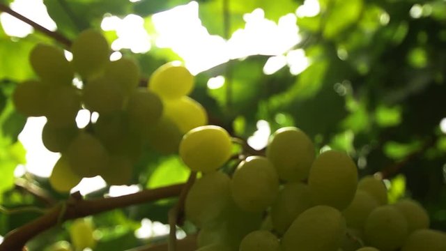 Ecology in the industry of agriculture . Grapevine closeup . Slow motion , dolly shot