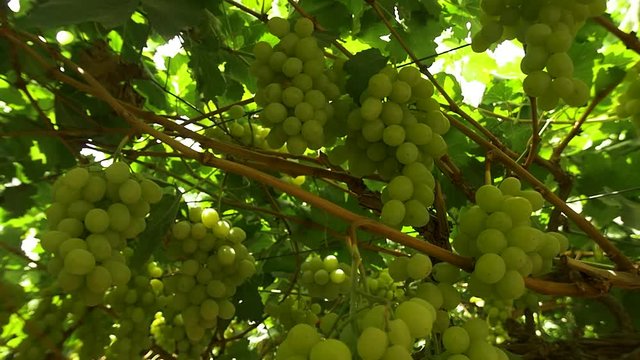 The agricultural abundance of Israel. Vineyards in the desert. Slow motion, dolly shot