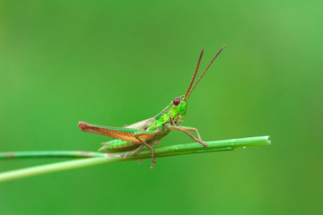 Grasshopper on the green blade of grass on a blurred background