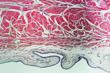 stomach dog- biology abstract