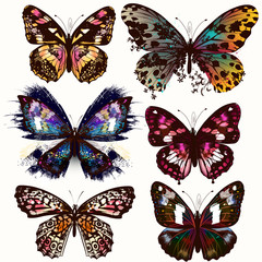 Plakat Collection of vector realistic butterflies for design