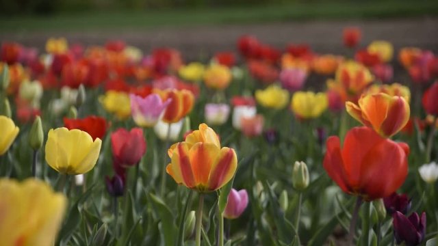 Wiese mit bunten Blumen