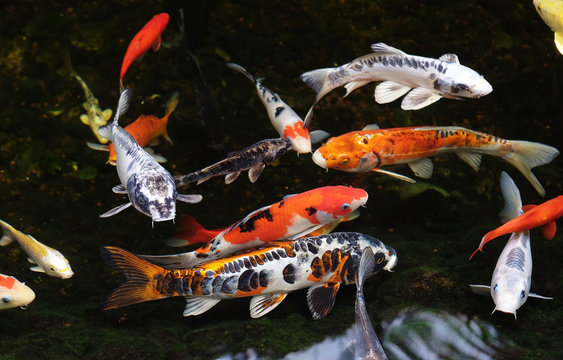 Colored Carp Koi