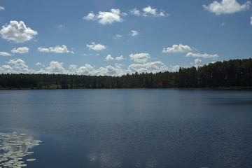 Lake in Florida surrounded by forest