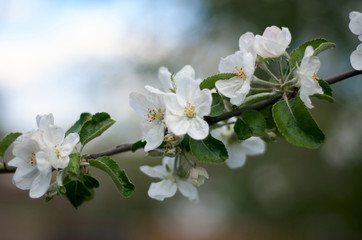 Beautiful flowers of the blossoming apple tree in the spring time/