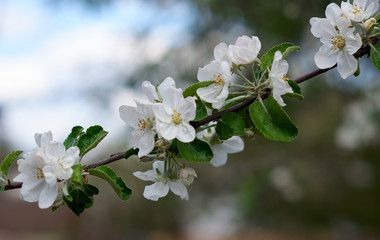 Beautiful flowers of the blossoming apple tree in the spring time/