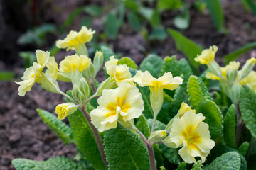 Yellow flowers Primroses (Primula Vulgaris) - 143731893