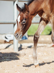 Fototapeta premium walking arabian little foal in paddock. Israel