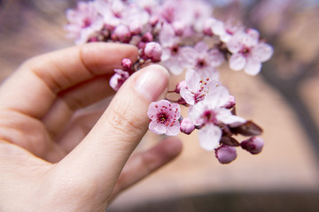 Cherry blossoms spring season