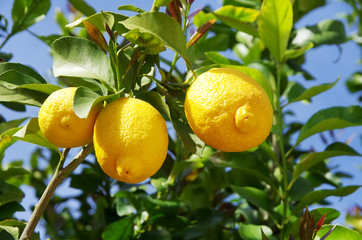 Lemon on the tree in
