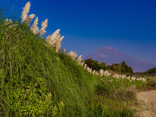 パーパスグラス