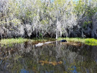 Gator in a swamp