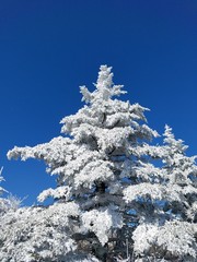 Snow covered tree