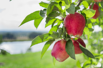 Apples on tree close up