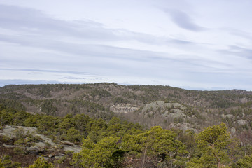 Forest landscape in southern Norway.