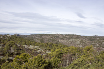 Fototapeta na wymiar Forest landscape in southern Norway.