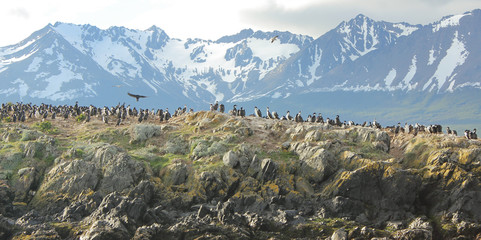Ushuaia Penguin Colony