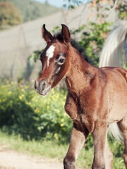 portrait of arabian little foal. Israel