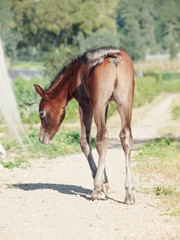 bay arabian little foal . Israel