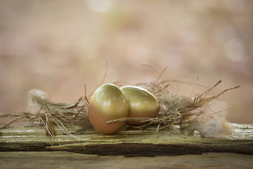 Obraz premium Two gold eggs in nest. Shallow DOF!