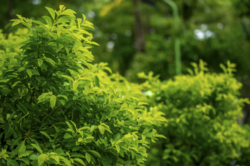 Green leaves in the park background