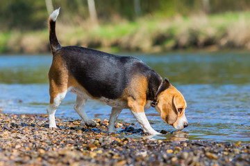 portrait of a Beagle playing at a river