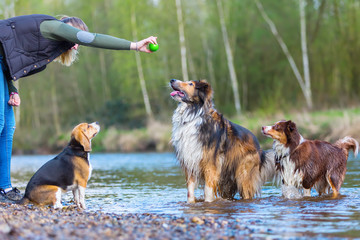 young woman playing with three dogs at a river