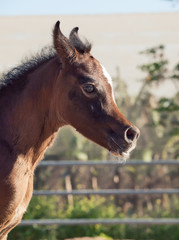 Fototapeta premium portrait of arabian little foal. Israel