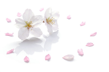 Fototapeta premium Japanese cherry blossom and petals