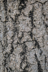 Tree bark texture