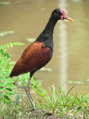Naklejka premium Ave pensativa recibiendo los rayos del sol en la orilla de una laguna