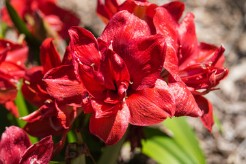 Fototapete bei efototapeten.de bestellen   