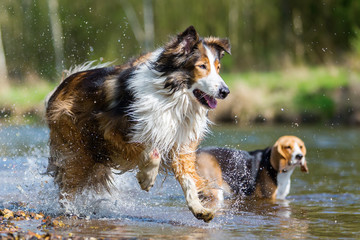 Collie-Mix dog and Australian Shepherd running in a river