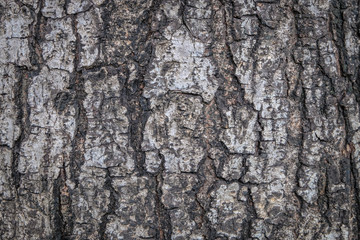 Tree bark texture