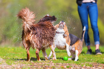 Australian Shepherd shaking fur in front of Beagle