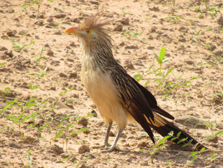 Ave descansando en el campo mientras observa a unos visitantes inesperados
