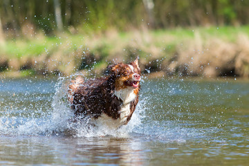 Australian Shepherd running in a river