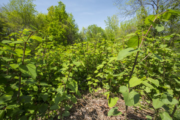 Fototapeta na wymiar Knotweed, an invasive species in Connecticut, in spring.
