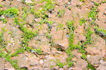
Moss grows in the cracks in the texture of red brick.