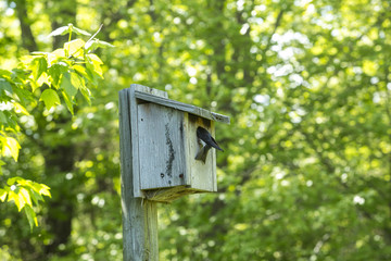 Tree swallow at a bluebird house in Manchester, Connecticut, springtime.
